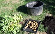 Growing Potatoes in Containers at Lael's Moon Garden