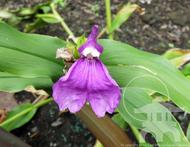 Roscoea auriculata - orchid like flowers at Lael's Moon Garden