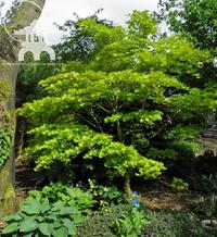 Acer shirasawanum 'Aureum' at Lael's Moon Garden