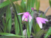 Bletilla yokohama 'Kate' - Hardy ground orchid at Lael's Moon Garden