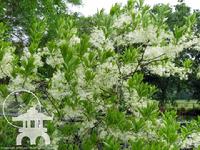 Chionantus virginicus fragrant Fringe tree at Lael's Moon Garden Nursery