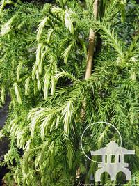 'Sekkan Sugi' Japanese Cedar (Cryptomeria japonica) at Lael's Moon Garden
