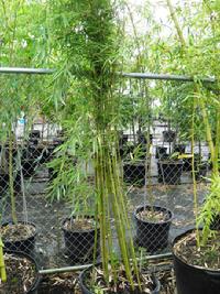 Tall Clumping bamboo Fargesia robusta available at Lael's Moon Garden Nursery
