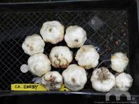 California Early Garlic - organic farm raised at Lael's Moon Garden Nursery