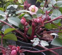 Pink Frost Hellebore (Helleborus) at Lael's Moon Garden Nursery