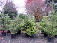 Great Selection of traditional and non-traditional Living Christmas Trees at Lael's Moon Garden Nursery