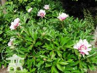 Itoh Hybrid Peonies, an intersectional hybrid, are available at Lael's Moon Garden Nursery