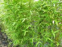 Golden or Fish Pole Bamboo (Phyllostachys aurea)