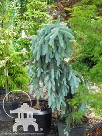 'The Blues' weeping Blue spruce (Picea pungens) at Lael's Moon Garden
