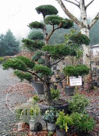 Sculpted Pine (Pinus sylvestris) at Lael's Moon Garden Nursery