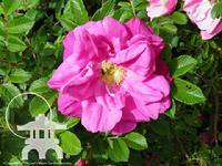 Mauve Rosa rugosa, a trouble free fragrant rose at Lael's Moon Garden