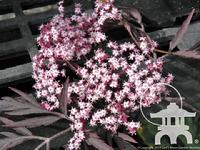 Black Lace™ - Elderberry (Sambucus nigra ) blooming at Lael's Moon Garden