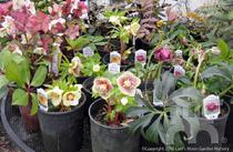 Colorful assortment of Hellebores at Lael's Moon Garden Nursery