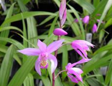 'Kate' Hardy orchid (Bletilla yokohama) available at Lael's Moon Garden