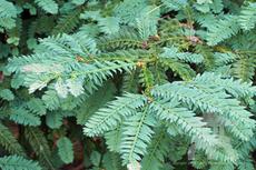 Cantab or Prostrata - Coast Redwood (Sequoia sempervirens) available at Lael's Moon Garden