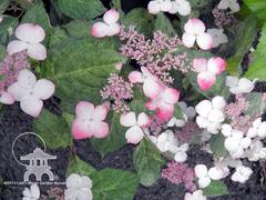 Hydrangea serrata 'O'Amacha Nishiki' at Lael's Moon Garden Nursery