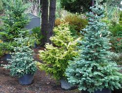 Green, Blue and Gold Living Christmas Trees at Lael's Moon Garden Nursery