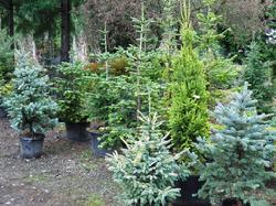 Wide selection of Living Christmas Trees at Lael's Moon Garden Nursery