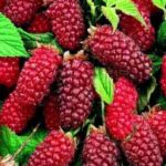Tayberries