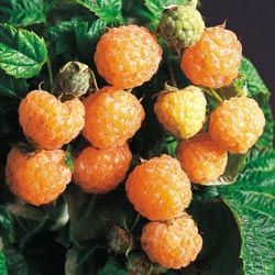Plants for Sale, Berries - Laels Moon Garden Nursery