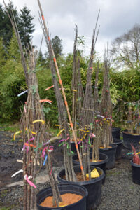 Combination Fruit trees available at Lael's Moon Garden Nursery