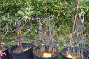 Espalier Fruit Trees available at Lael's Moon Garden Nursery