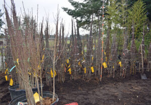Many varieties of bare root Fruit and Nut Trees available at Lael's Moon Garden Nursery